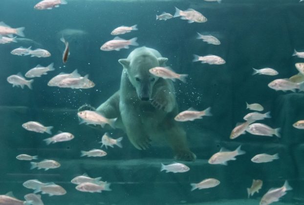 Megnyílt a sarkkörök élővilágát bemutató látványosság a Nyíregyházi Állatparkban