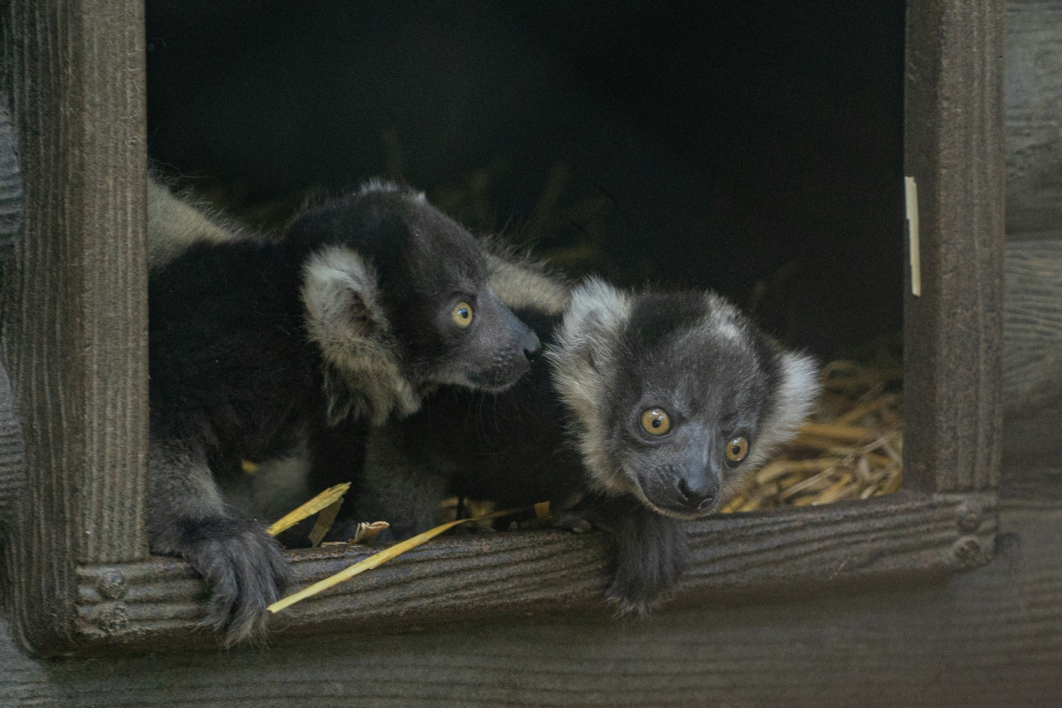 Vari ikrek Nyíregyházán