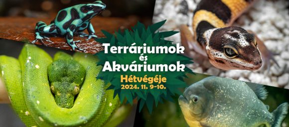 Terráriumok és Akváriumok Hétvégéje a debreceni állatkertben