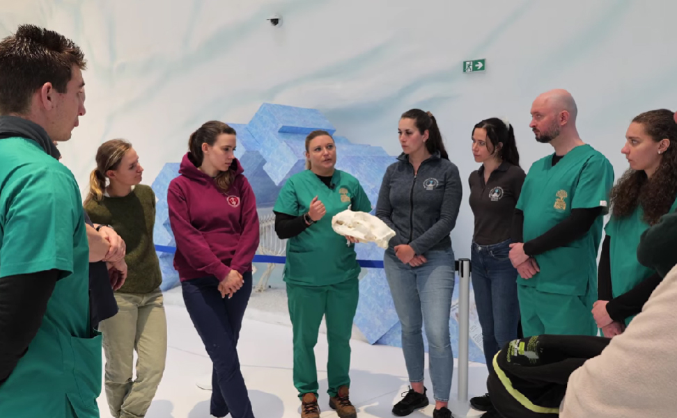 Fogászati beavatkozáson esett át az egyik nyíregyházi jegesmedve