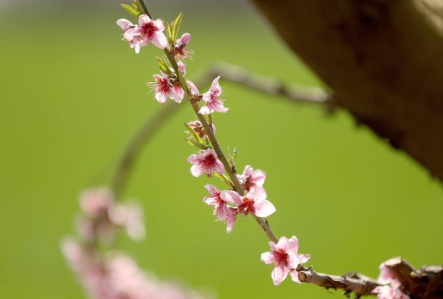 Mórahalom, virágzás, barack, barackfa, tavasz, fagy, időjárás, mezőgazdaság, gyümölcs