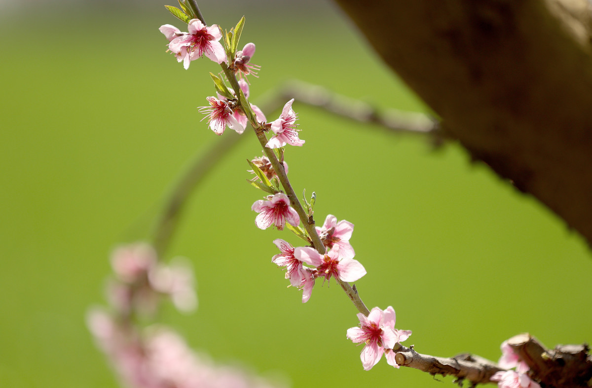 Mórahalom, virágzás, barack, barackfa, tavasz, fagy, időjárás, mezőgazdaság, gyümölcs