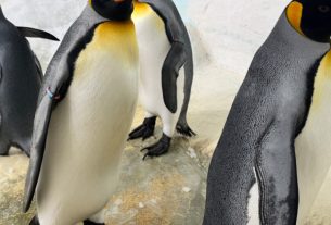 Már látható a Nyíregyházi Állatpark új királypingvin lakója