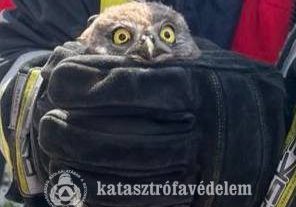 Baglyot mentettek az újfehértói tűzoltók Tégláson