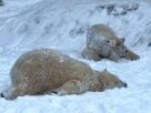 Így élvezik a havat a Nyíregyházi Állatpark jegesmedvéi