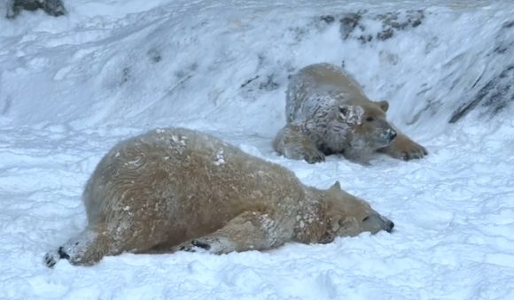 Így élvezik a havat a Nyíregyházi Állatpark jegesmedvéi