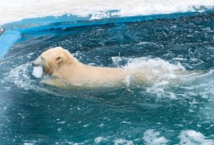 nyíregyházi jegesmedve