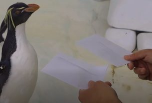 A nyíregyházi pingvinek már tudják, ki nyeri a Bajnokok Ligáját