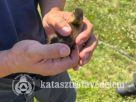 Bajba jutottak a kiskacsák Nyíregyházán