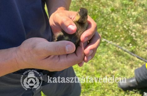 Bajba jutottak a kiskacsák Nyíregyházán