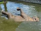 Így hűsölnek a Nyíregyházi Állatpark lakói