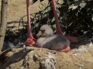 Flamingó fiókák születtek a Nyíregyházi Állatparkban