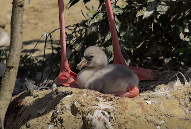 Flamingó fiókák születtek a Nyíregyházi Állatparkban