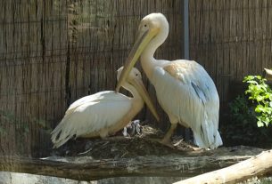 lőször kelt ki rózsás pelikán a Nyíregyházi Állatparkban