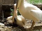 Nézd meg videón a Nyíregyházi Állatpark frissen kikelt rózsás pelikánját!
