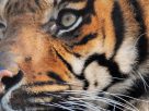 Hollandiába költözött Harun, a Nyíregyházi Állatparkban született tigris